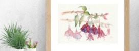 Aqaurellbild Botanik Fuchsie